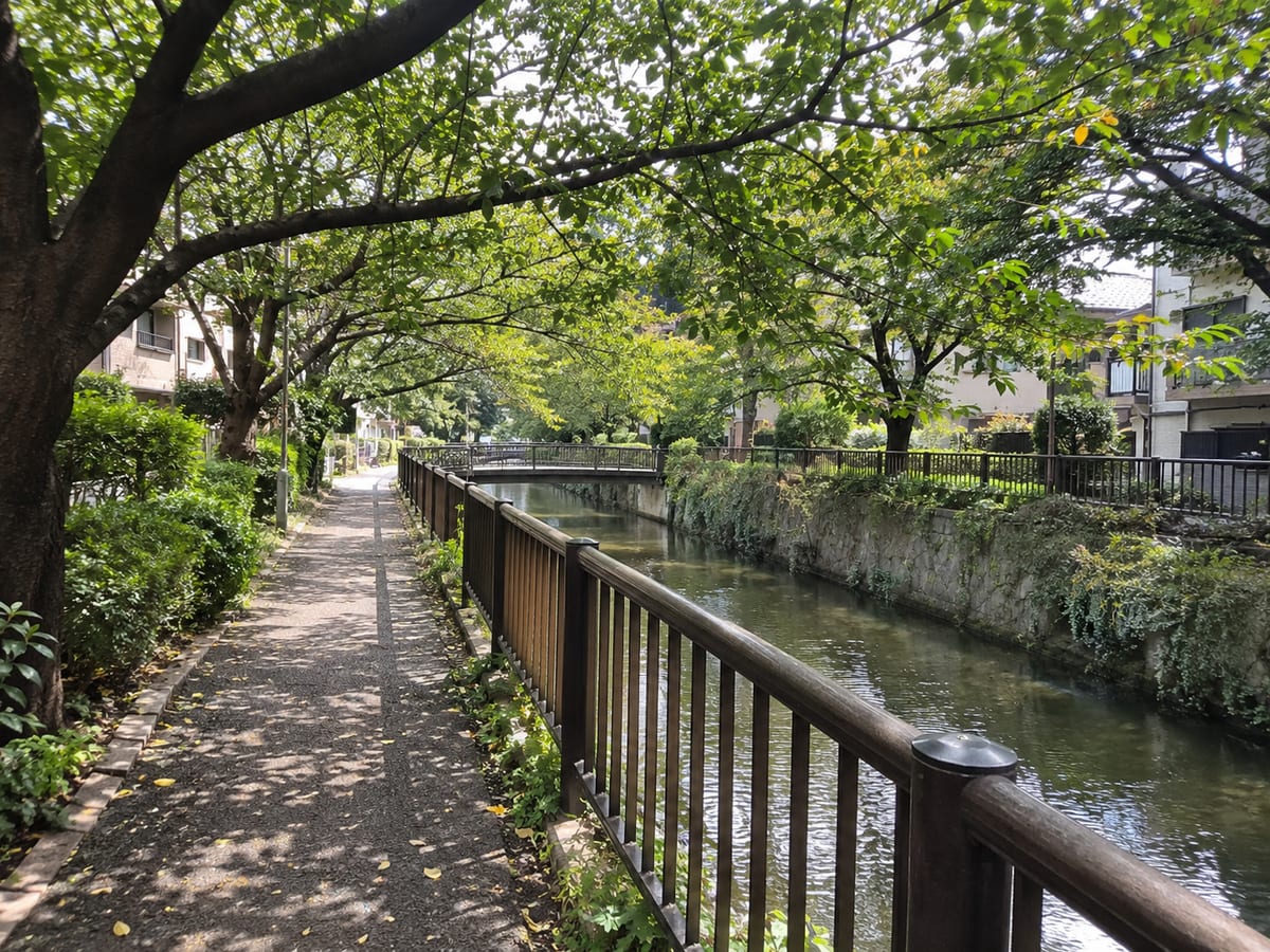 木陰のある川沿いの散歩道